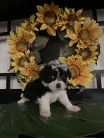 Lilly, a female Shih Tzu and Mal Shi for sale in Chino Hills, CA – Photo 2 of 7