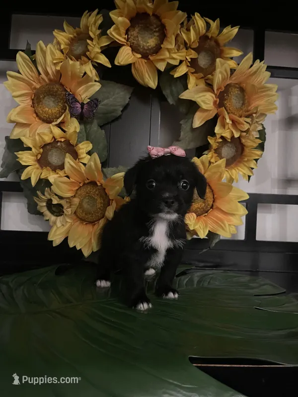 Lilly – Shih Tzu, Mal Shi puppy for sale in Chino Hills, CA