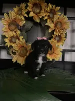 Lilly, a female Shih Tzu and Mal Shi for sale in Chino Hills, CA – Photo 5 of 7