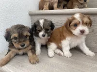 Morkies, a male Morkie for sale in Chino, CA – 8 of 8
