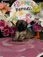 Tammy, a female Chihuahua and Shih Tzu for sale in Chino Hills, CA – 4 of 5