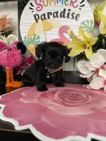 Lulu, a female Maltese and Yorkshire Terrier for sale in Chino Hills, CA – 3 of 9