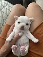 Casper, a male Chihuahua for sale in Chino, CA – 2 of 4