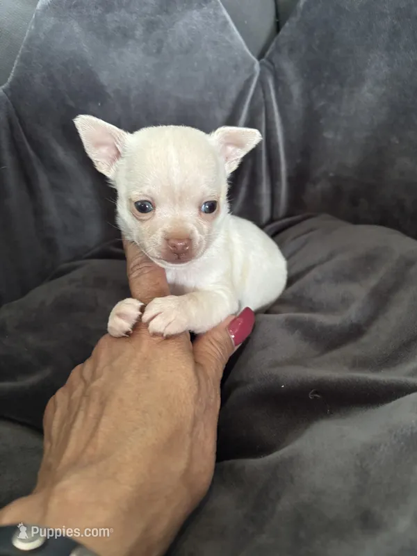 Casper – Chihuahua puppy for sale in Chino Hills, CA