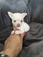 Casper, a male Chihuahua for sale in Chino Hills, CA – 1 of 6