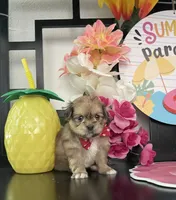 Laura, a female Shih Tzu for sale in Chino Hills, CA – 3 of 7
