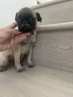 Gina, a female Pug for sale in Chino Hills, CA – 5 of 7