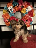 Charles, a male Yorkshire Terrier for sale in Chino Hills, CA – 5 of 7