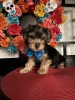 Charles, a male Yorkshire Terrier for sale in Chino Hills, CA – 1 of 7