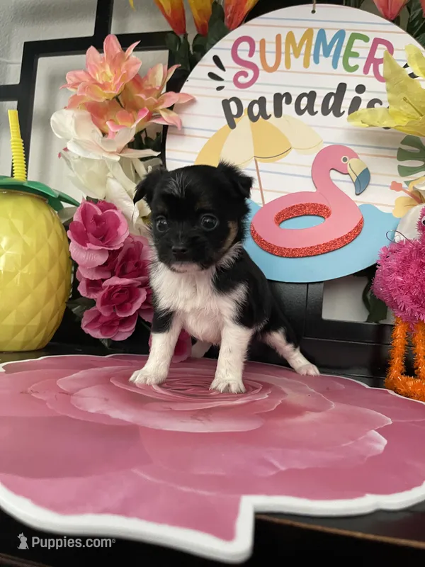 Lenny – Morkie puppy for sale in Chino Hills, CA