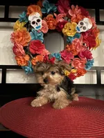 Charles, a male Yorkshire Terrier for sale in Chino Hills, CA – 4 of 7
