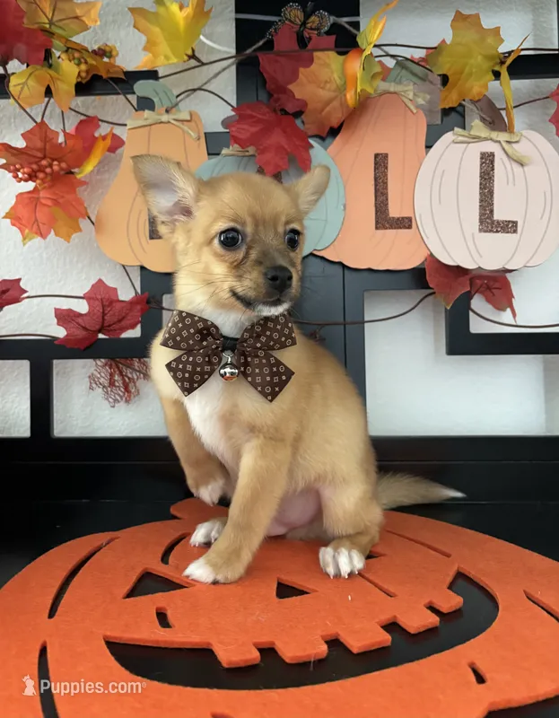 Donovan – Pomeranian, Yorkshire Terrier puppy for sale in Chino, CA