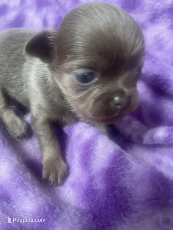 Papino – Chihuahua puppy for sale in Chino Hills, CA
