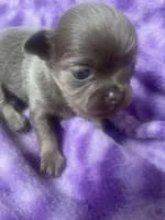 Papino, a male Chihuahua for sale in Chino Hills, CA – 1 of 7