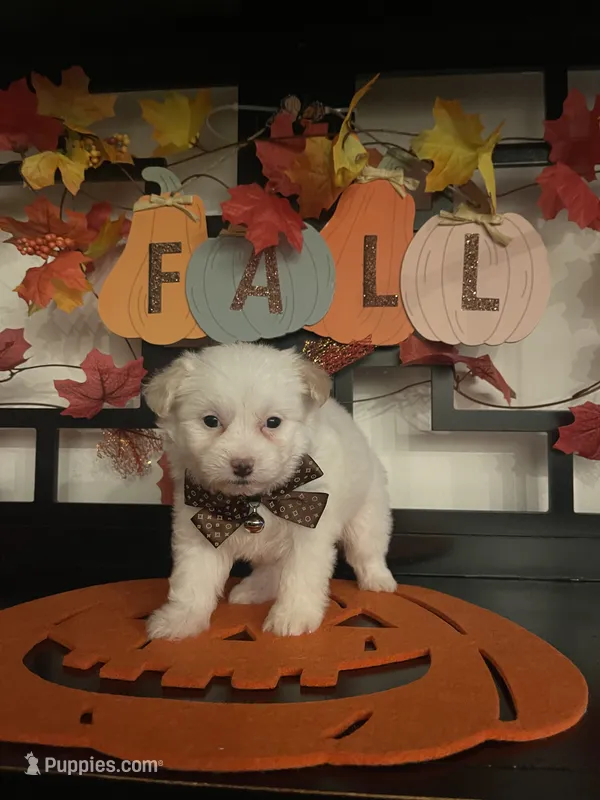 Romeo – Pomapoo puppy for sale in Chino, CA