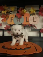 Lilly, a male Pomapoo for sale in Chino, CA – 3 of 10