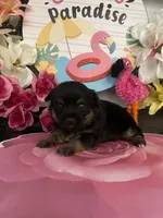 Toby, a male Morkie for sale in Chino Hills, CA – 5 of 7