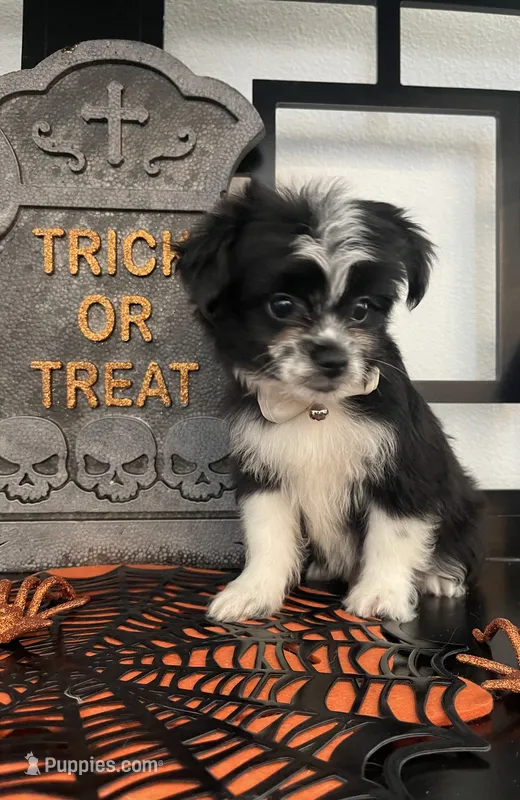 Lenny – Shorkie puppy for sale in Chino, CA