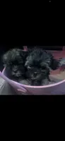 Chloe, a female Shorkie for sale in Chino Hills, CA – 2 of 5