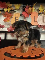 Lucy, a female Yorkshire Terrier for sale in Chino, CA – 10 of 10
