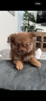 Delila , a female Pomeranian for sale in Chino Hills, CA – 2 of 2