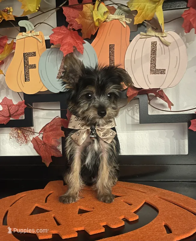 Samuel – Yorkshire Terrier puppy for sale in Chino, CA
