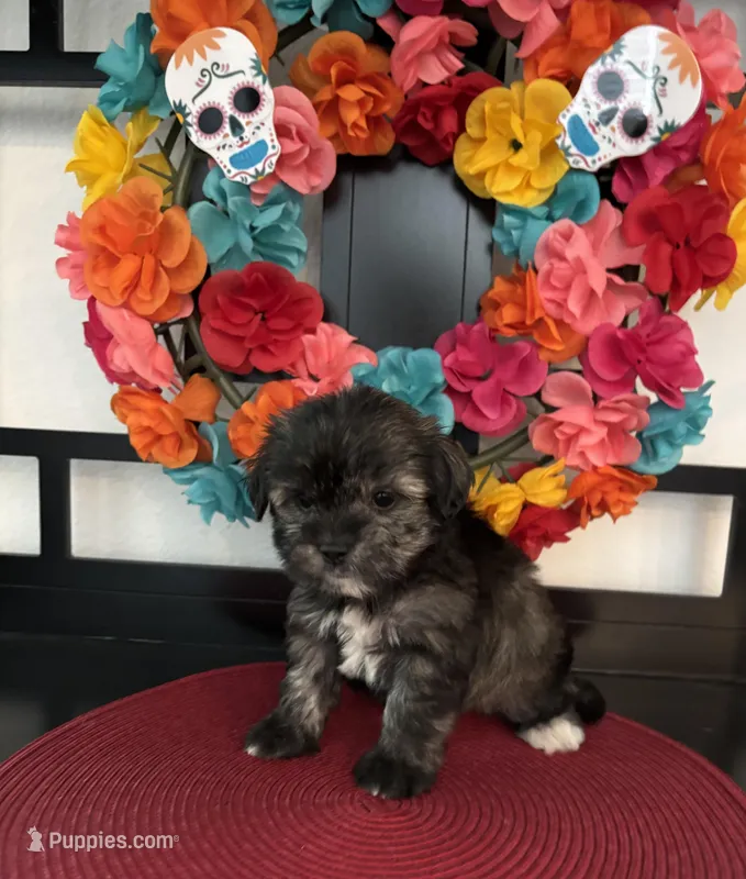 Clyde  – Maltipoo puppy for sale in Chino Hills, CA