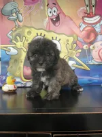 Clyde , a male Maltipoo for sale in Chino Hills, CA – Photo 2 of 4