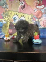 Clyde , a male Maltipoo for sale in Chino Hills, CA – Photo 3 of 4