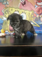Clyde , a male Maltipoo for sale in Chino Hills, CA – Photo 4 of 4