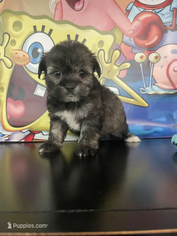 Clyde  – Maltipoo puppy for sale in Chino Hills, CA