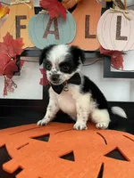 Lenny, a male Shih Tzu and Yorkshire Terrier for sale in Chino, CA – 5 of 8