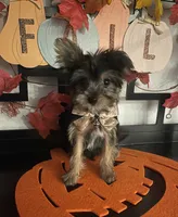 Lucy, a female Yorkshire Terrier for sale in Chino, CA – 5 of 10
