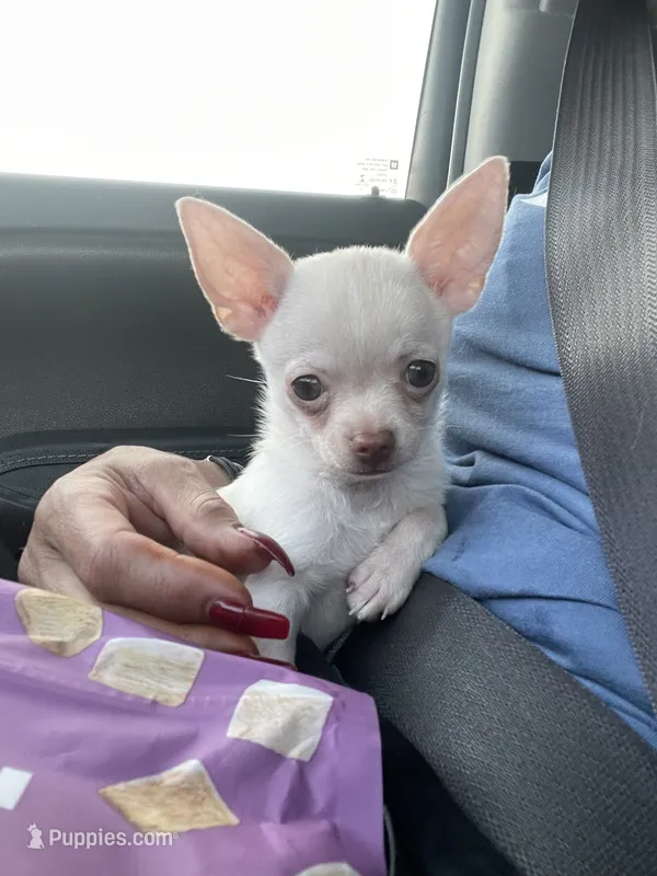 Casper – Chihuahua puppy for sale in Chino Hills, CA