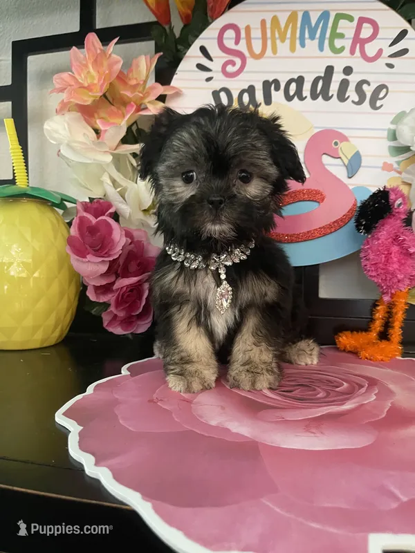 Chloe – Shorkie puppy for sale in Chino Hills, CA
