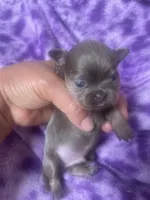 Papino, a male Chihuahua for sale in Chino Hills, CA – 4 of 7