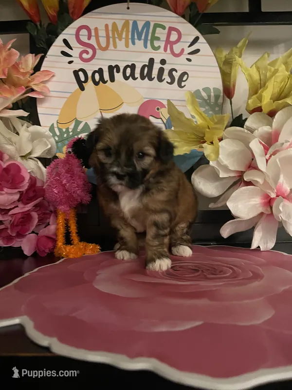 Bacci – Mal Shi puppy for sale in Chino Hills, CA
