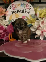 Layla, a female Mal Shi for sale in Chino Hills, CA – 2 of 5
