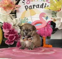 Leon, a male Shih Tzu for sale in Chino Hills, CA – 9 of 9