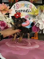 Lucy, a female Chihuahua for sale in Chino Hills, CA – 5 of 5