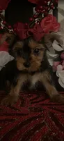 Mila, a female Yorkshire Terrier for sale in Chino Hills, CA – Photo 2 of 2