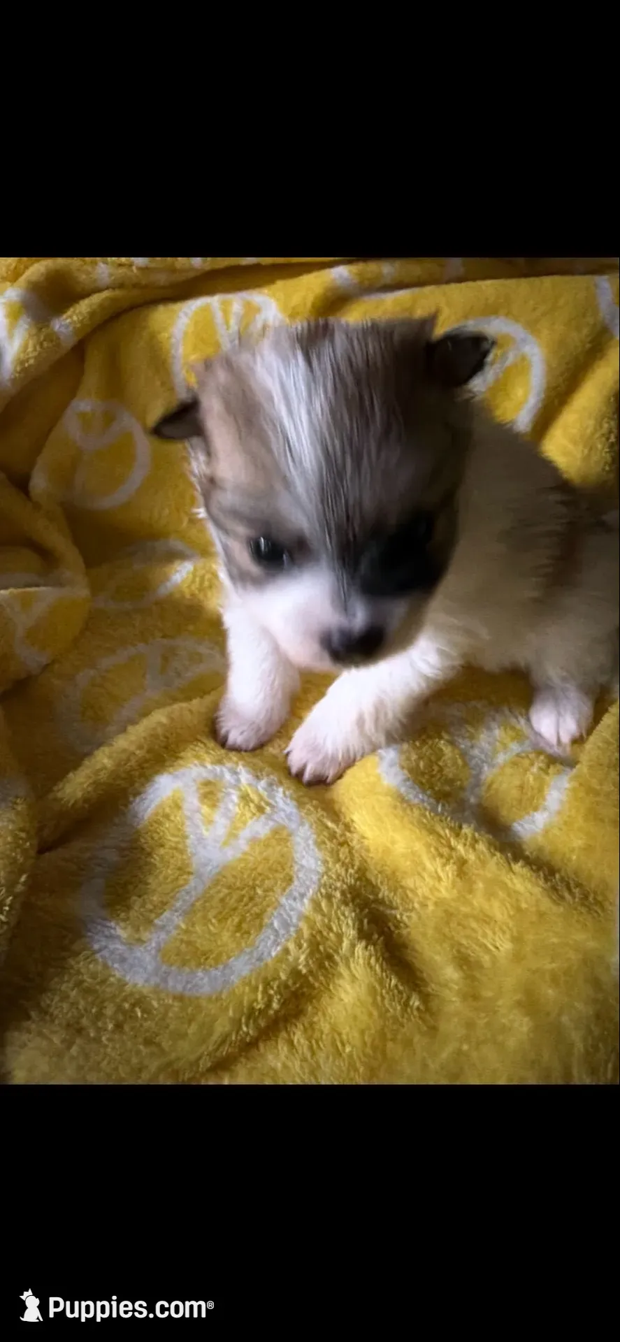 Chloe, a female Pomeranian for sale in Chino, CA – 1 of 5