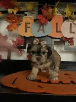 Lillian, a female Maltese and Shih Tzu for sale in Chino, CA – 2 of 4