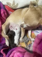 Papino, a male Chihuahua for sale in Chino Hills, CA – 2 of 7