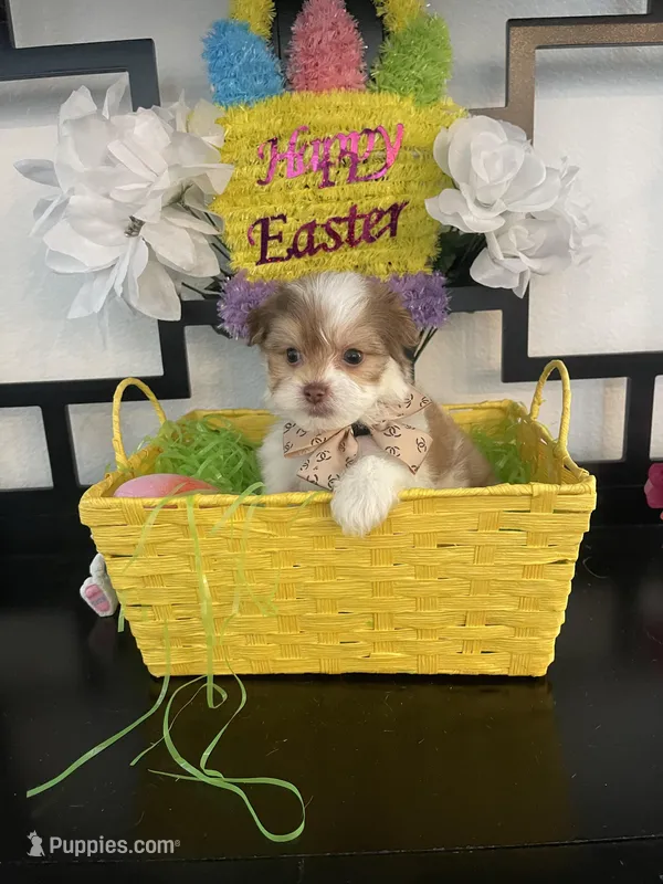 Teddy, a male Maltese and Yorkshire Terrier for sale in Chino Hills, CA – Photo 1 of 2