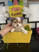 Teddy, a male Maltese and Yorkshire Terrier for sale in Chino Hills, CA – Photo 2 of 2