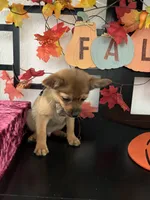 Donovan, a male Pomeranian and Yorkshire Terrier for sale in Chino, CA – 4 of 5