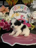 Lulu , a female Shihpoo and Poodle - Miniature  for sale in Chino Hills, CA – 2 of 5