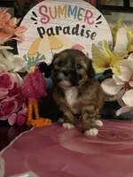Layla, a female Mal Shi for sale in Chino Hills, CA – 5 of 5