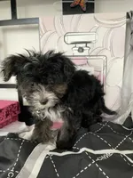 Toby, a male Yorkipoo for sale in Chino, CA – 3 of 4